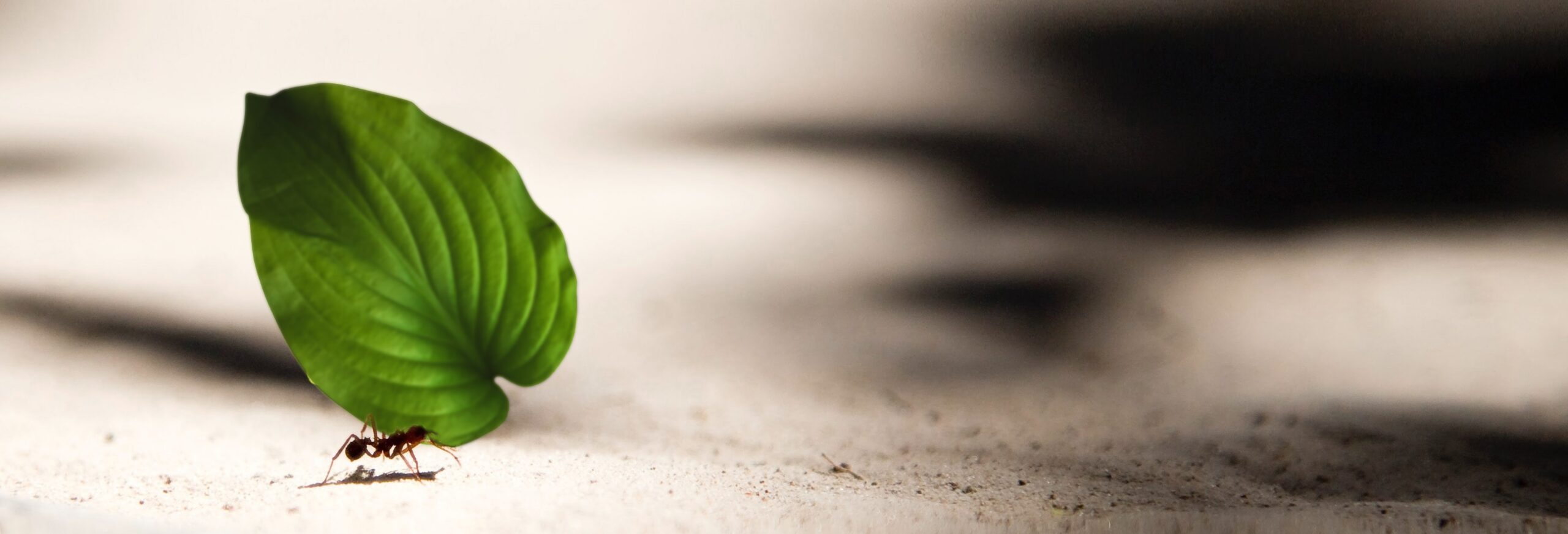 Revista Dnews – Fevereiro – 2023