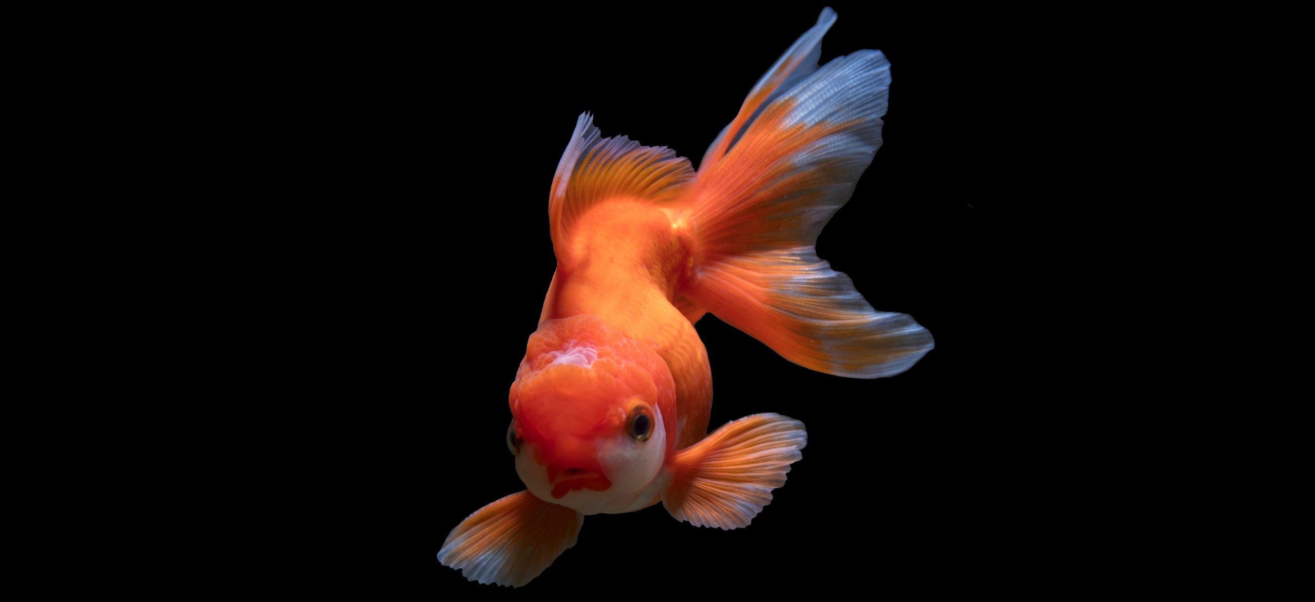 Revista Dnews – Agosto e Setembro 2023